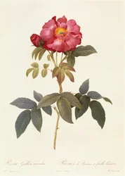 Rosa Gallica Caerulea